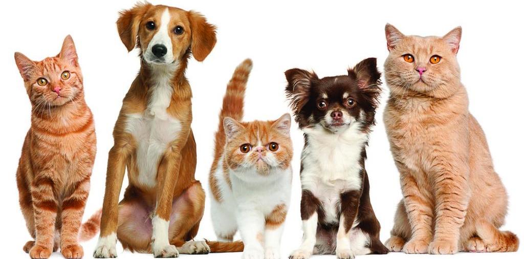 Доска объявлений о животных | ЗооТом - продажа, вязка и услуги для животных в Новосокольниках