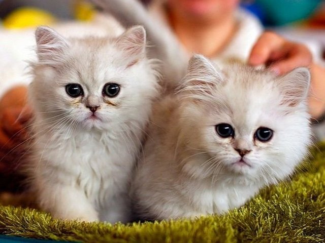Породы кошек в Новосокольниках | ЗооТом портал о животных