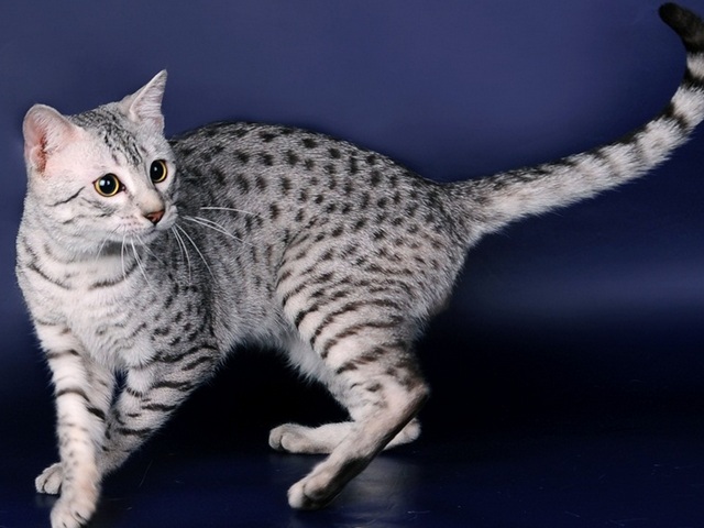 Породы кошек в Новосокольниках | ЗооТом портал о животных