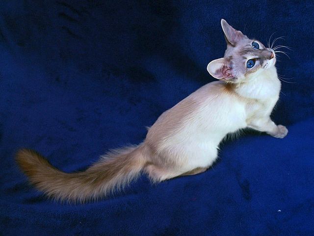 Выведенные породы кошек в Новосокольниках | ЗооТом портал о животных
