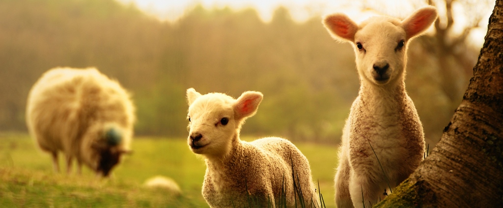 Объявления о сельскохозяйственных животных | ЗооТом - продажа, вязка и услуги для животных в Новосокольниках