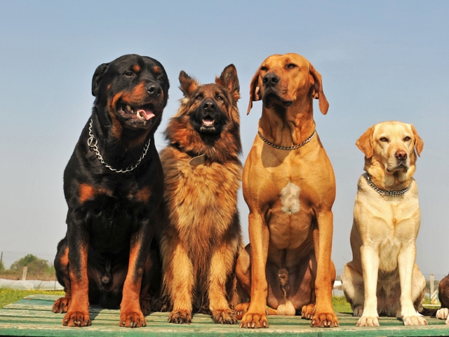 Крупные породы собак в Новосокольниках | ЗооТом портал о животных