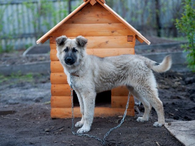 Все о собаках в Новосокольниках Все о собаках в Новосокольниках